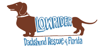 Lowrider Dachshund Rescue of Florida